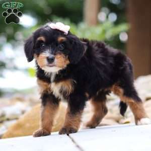 Sweet Caroline, Mini Bernedoodle Puppy